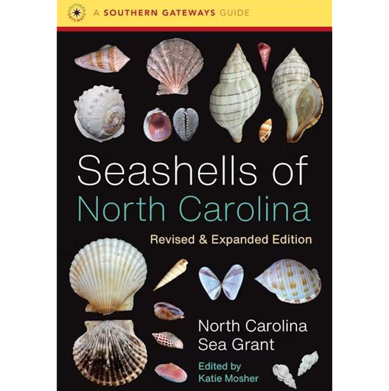 Seashells Of North Carolina