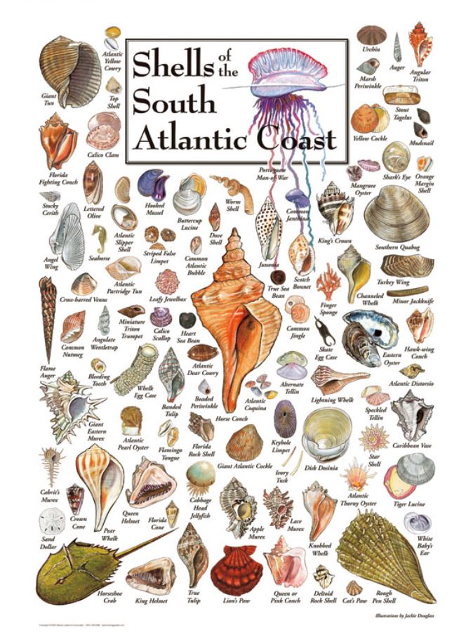 Shells of the Southeast Atlantic Coast 550 pc. Puzzle