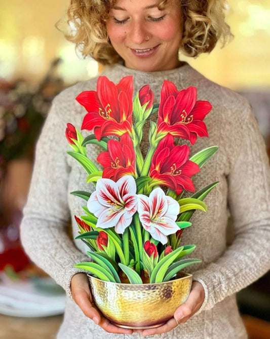 Christmas Scarlet Amaryllis