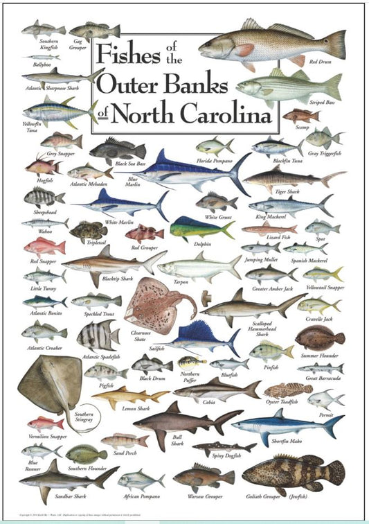 Fishes of The Outer Banks 550 pc. Puzzle