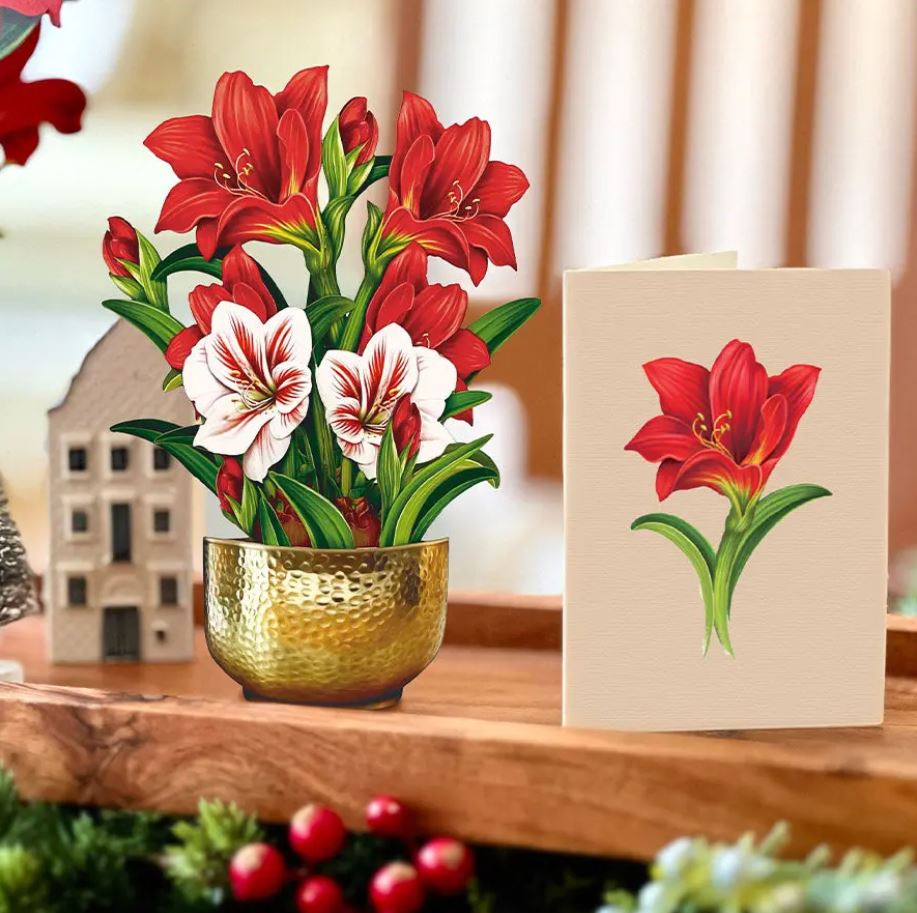 Mini Scarlet Amaryllis Pop Up Card