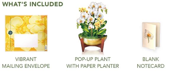 Serenity Orchid Pop-up Greeting Card