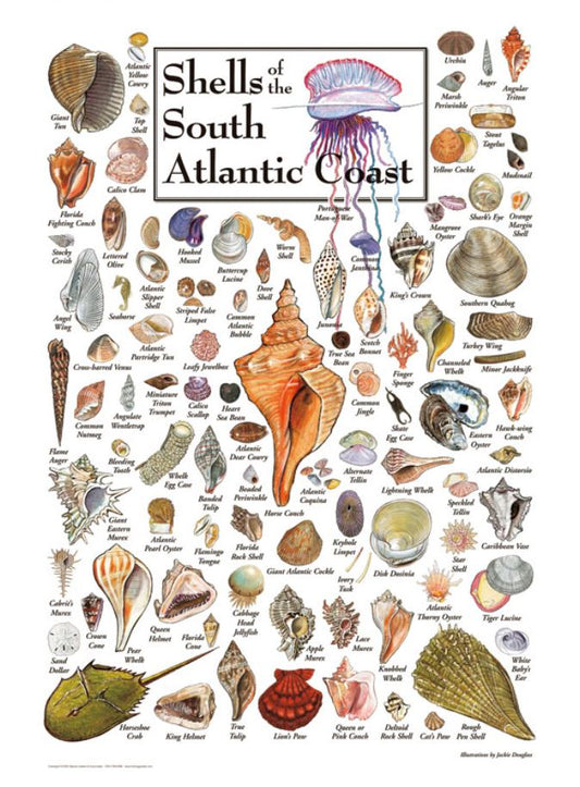 Shells of the Southeast Atlantic Coast 550 pc. Puzzle